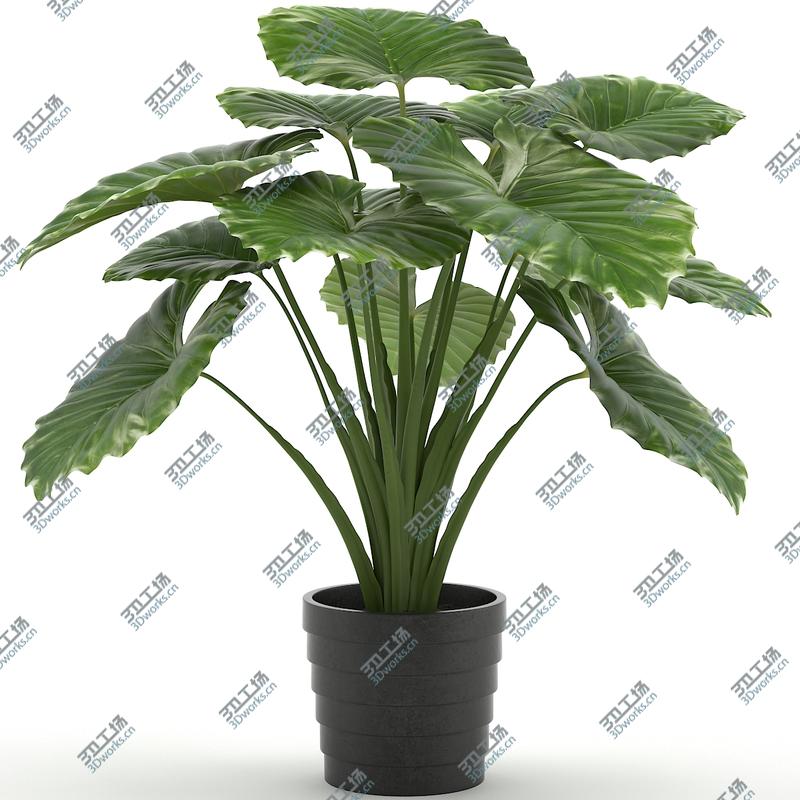 images/goods_img/2021040165/Taro Plant/2.jpg